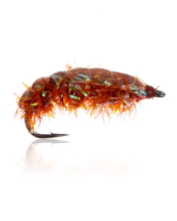 Cactus Tangloppe Brown  Kystflue