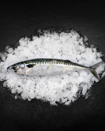 Danske Bundgarns Makreller Fra Skagen