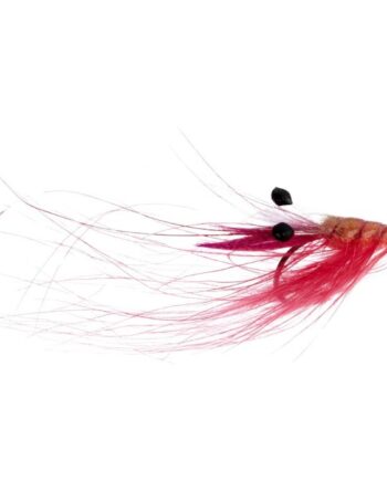 Jensen Crangon Shrimp Pink