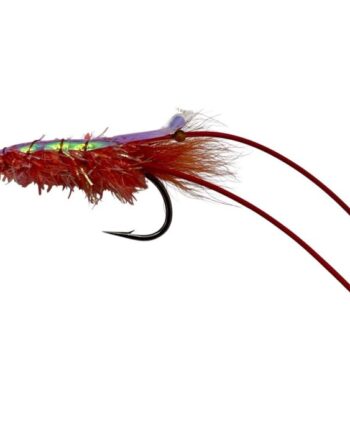 :on The Glimmer Shrimp Str