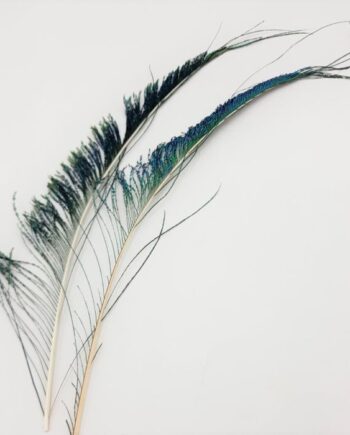 Veniard Peacock Sword Tails
